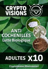 Cryptolaemus - Adultes par 10 - CRYPTO VISIONS